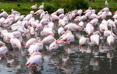 Birds in a lake