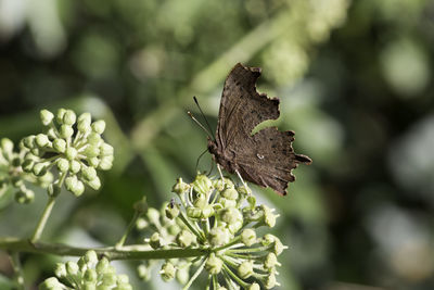 Close-up of butterfly pollinating on flower