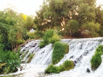 Scenic view of waterfall in forest