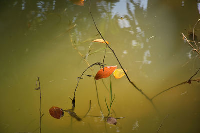 Close-up of orange flower floating on lake