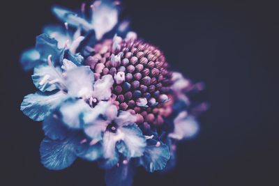 Close-up of flowers blooming outdoors