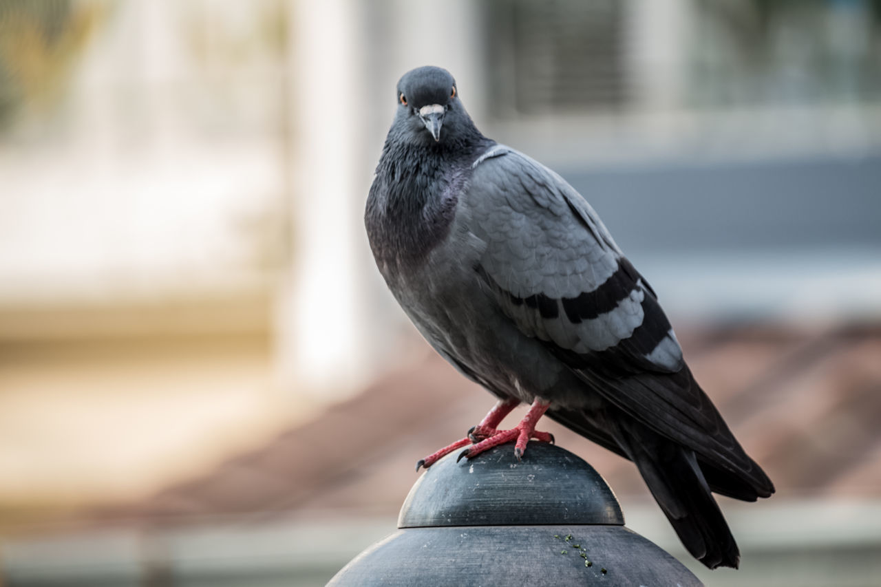 CLOSE-UP OF PIGEON