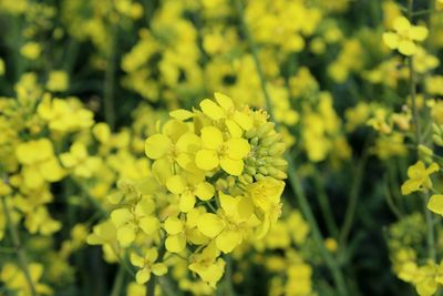 Close-up of yellow flower