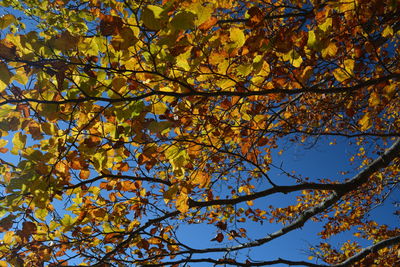 Low angle view of autumnal tree against blue sky