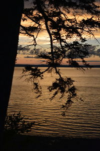 Silhouette tree on beach against sky during sunset