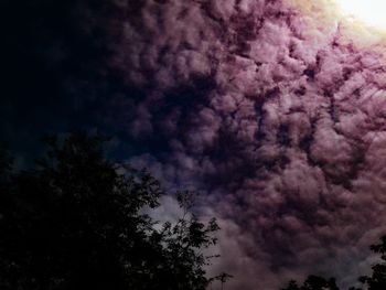 Low angle view of trees against sky at night