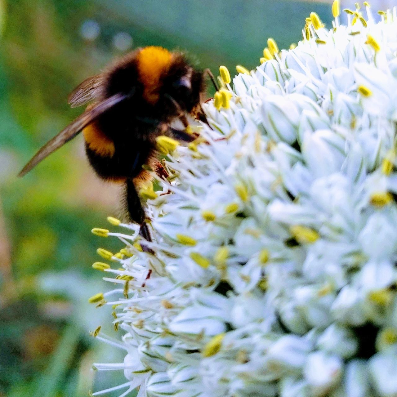 CLOSE-UP OF BEE POLLINATING ON WHITE FLOWER