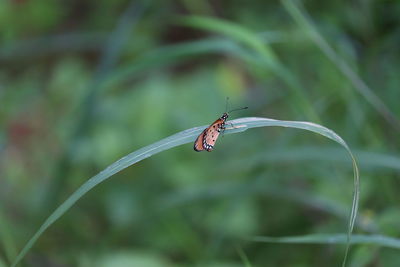 Butterfly on green leaf.