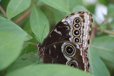 Close-up of butterfly on leaf