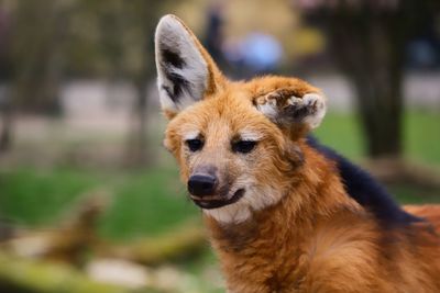 Close-up portrait of a dog on field