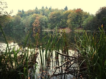 Reflection of trees in water