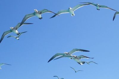 Low angle view of seagulls flying