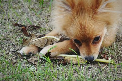 Close-up of a dog on field