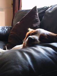 Dog sleeping on sofa