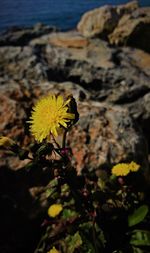 Close-up of butterfly pollinating on yellow flower