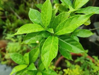 Close-up of small plant