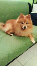 High angle portrait of dog relaxing on tiled floor at home