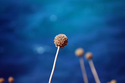 Close-up of dandelion against blue sky