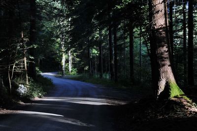 Road amidst trees in forest