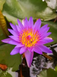 Close-up of pink water lily