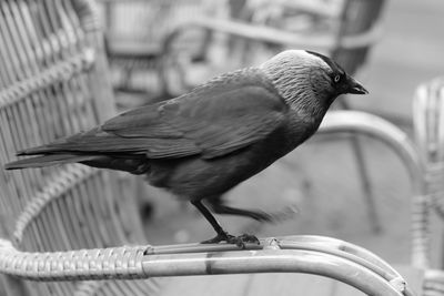 Close-up of bird perching on railing