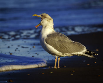 Close-up of seagull perching on beach