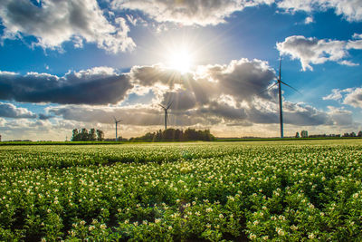 Scenic view of field against sky