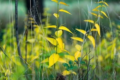 Close-up of yellow flowers growing in field