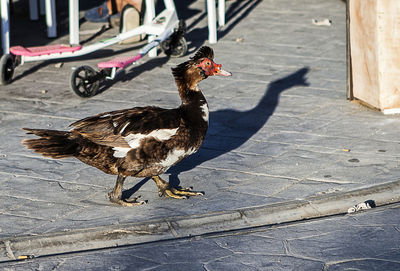 Close-up of bird on street