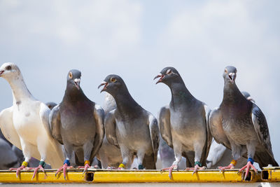 Flock of birds perching on railing