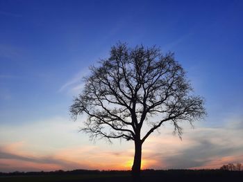 Silhouette bare tree against sky during sunset