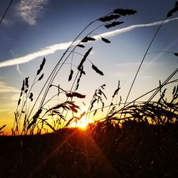 Silhouette plants growing on field against sky during sunset