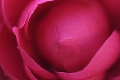 Macro shot of pink rose flower