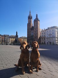 Dog sitting against buildings in city