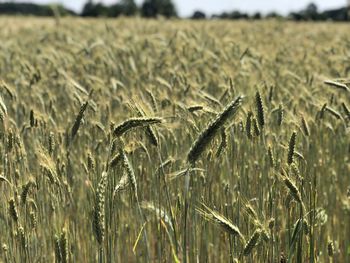 Close-up of stalks in field