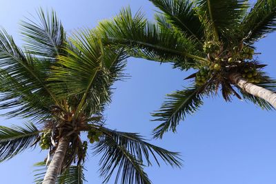 Low angle view of palm trees against blue sky