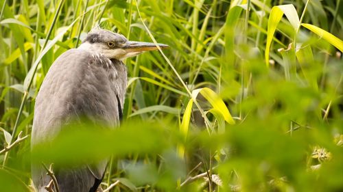 Side view of a bird on field