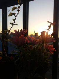 Close-up of flowers blooming at sunset