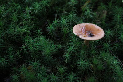 High angle view of mushroom growing on field