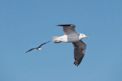 Low angle view of bird flying