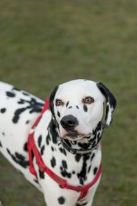 Close-up portrait of dog