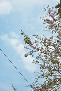 Low angle view of flowering tree against sky