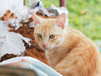 Close-up of ginger cat looking away