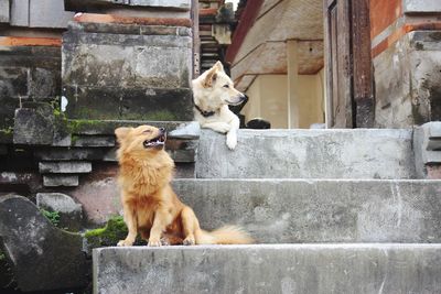 Cats sitting outdoors