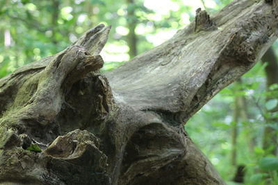 Close-up of lizard on tree trunk