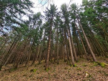 Low angle view of bamboo trees in forest