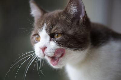 British short hair cat with bright yellow eyes licking with tongue isolated on gray background