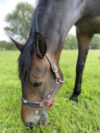 Close-up of a horse on field