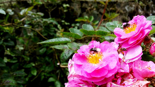 Close-up of honey bee on pink flower