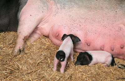 Close-up of piglets